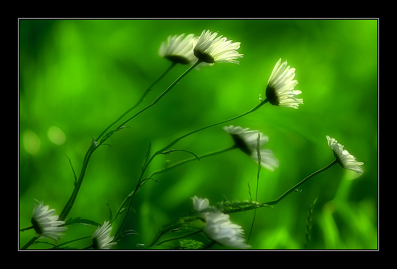 фото "Summer Wind" метки: природа, пейзаж, лето, цветы