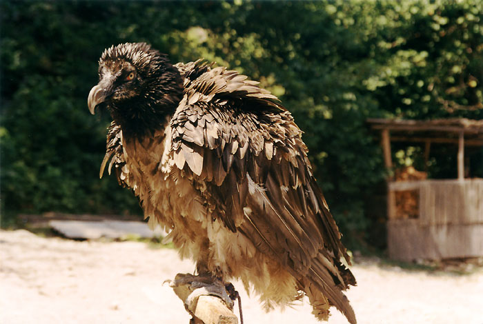 photo "Big Caucasian Eagle" tags: nature, wild animals