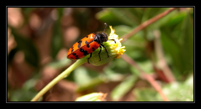 photo "Bugs 2004 # 1" tags: macro and close-up, nature, insect