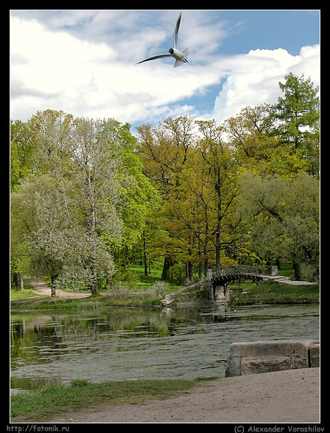 photo "A sea-gull in the park" tags: landscape, travel, Europe, spring