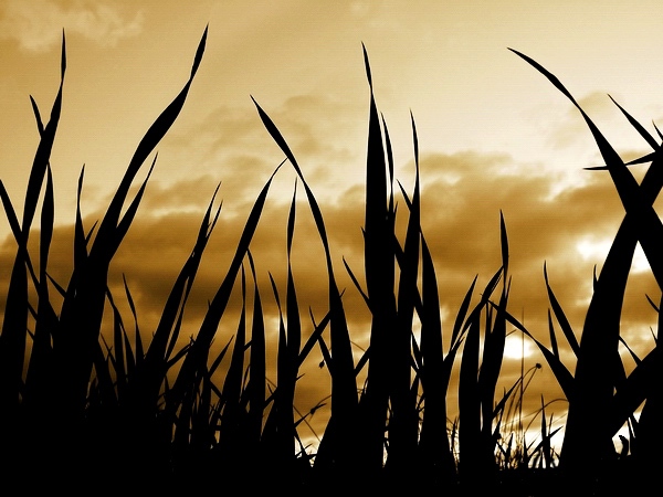 photo "Curves 3" tags: landscape, 