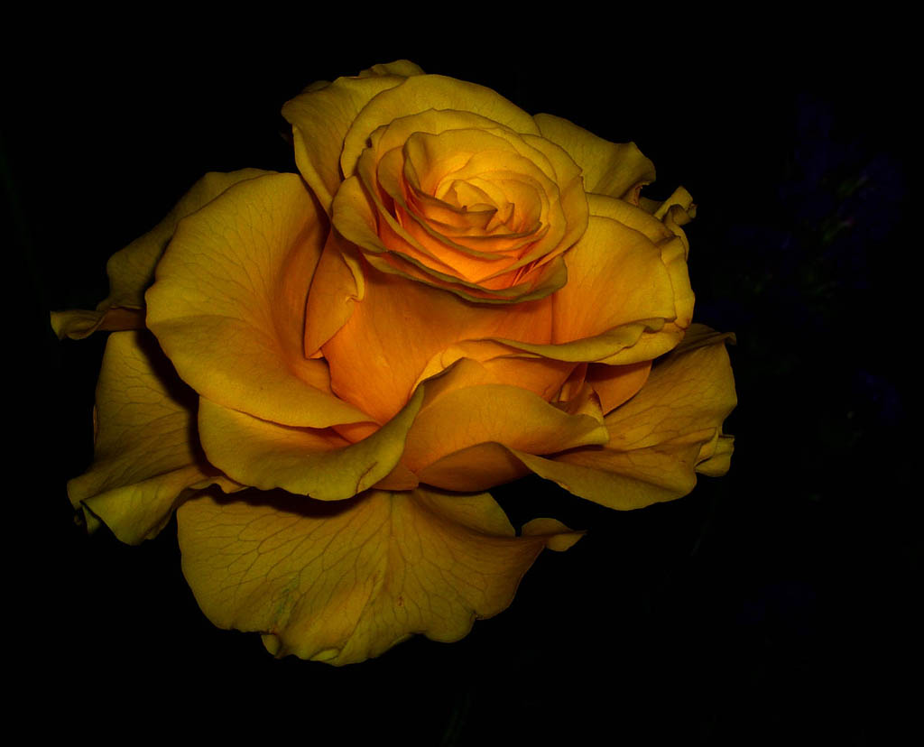 photo "Rose" tags: nature, flowers