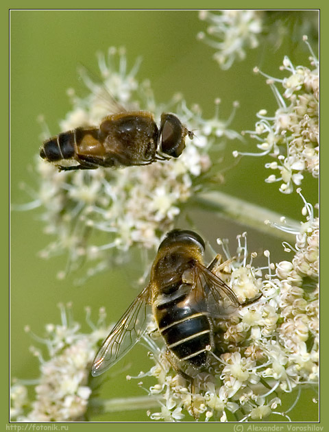 photo "Dance of love" tags: macro and close-up, nature, insect