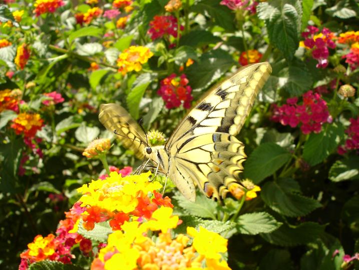 photo "Macro" tags: nature, insect