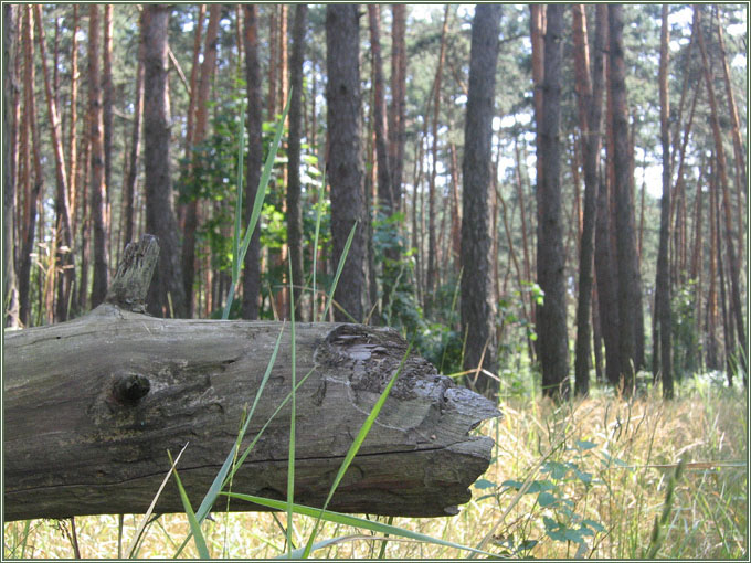 photo "Guardian" tags: landscape, forest, summer