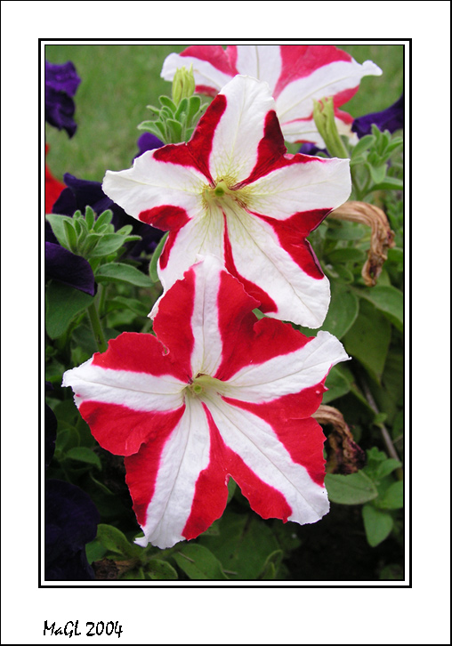 photo "***" tags: macro and close-up, nature, flowers