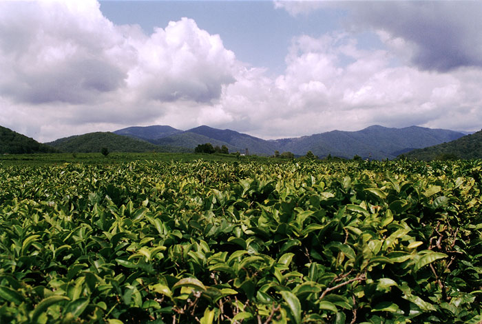 photo "Tea plants" tags: nature, landscape, flowers, mountains
