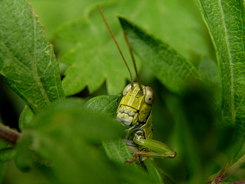 photo "Peekaboo" tags: macro and close-up, nature, insect