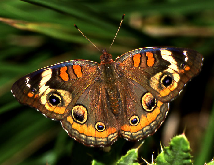 photo "“Eye-lly” butterfly" tags: nature, insect