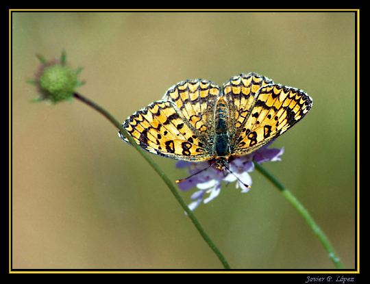 photo "Mellicta aurelia" tags: macro and close-up, nature, insect