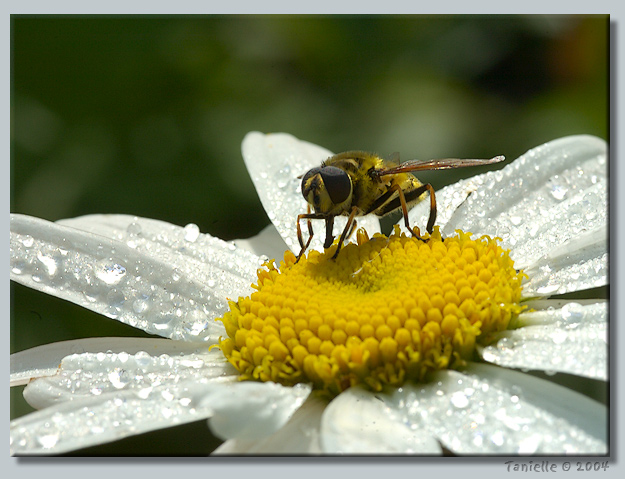 photo "Breakfast" tags: nature, insect