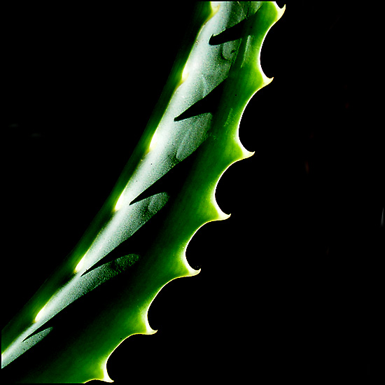 photo "Aloe 3" tags: nature, macro and close-up, flowers