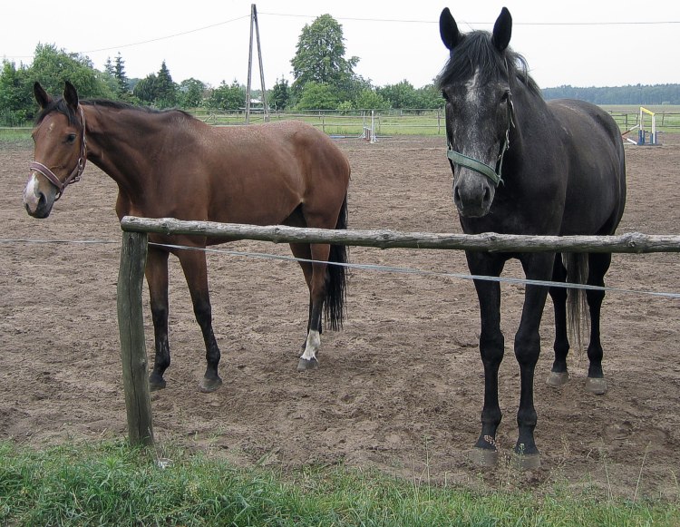 photo "horses" tags: nature, pets/farm animals