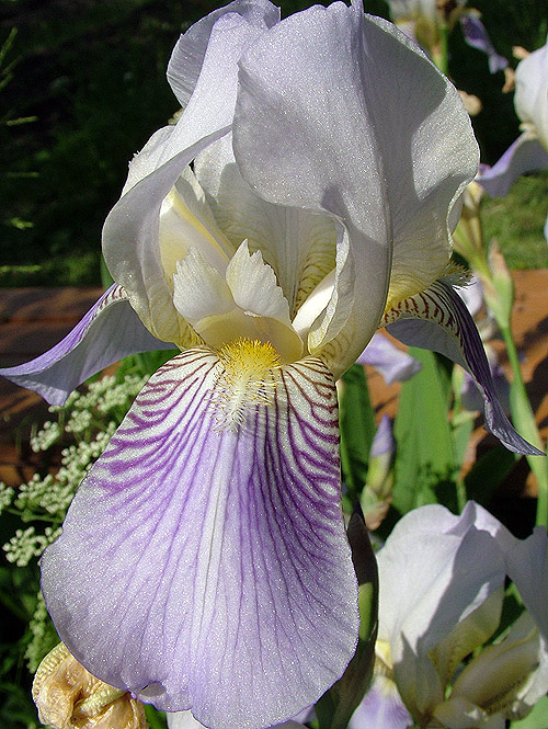photo "Iris" tags: nature, macro and close-up, flowers