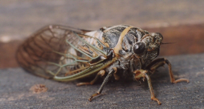 photo "cicada in the south of France" tags: nature, insect