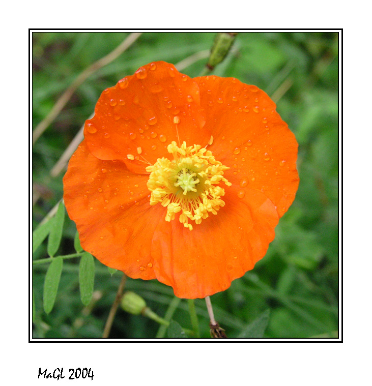 photo "Morning..." tags: nature, flowers