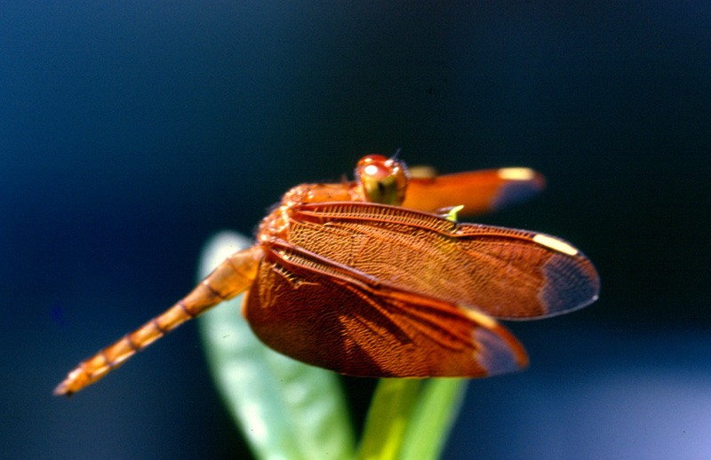фото "Wings" метки: природа, насекомое