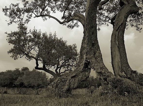 photo "Arborvitaes" tags: nature, black&white, 