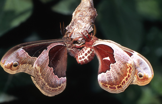 фото "Callosamia promethia couple" метки: природа, насекомое