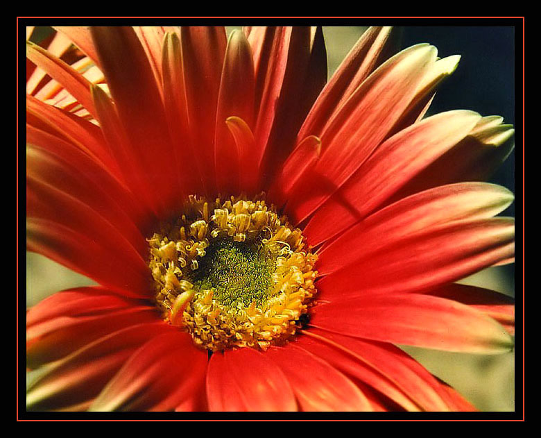 фото "A flower for my love" метки: природа, цветы
