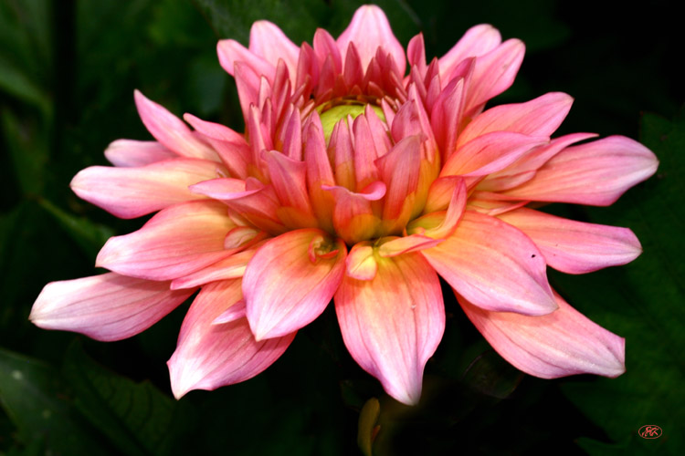 photo "Dahlia" tags: nature, macro and close-up, flowers