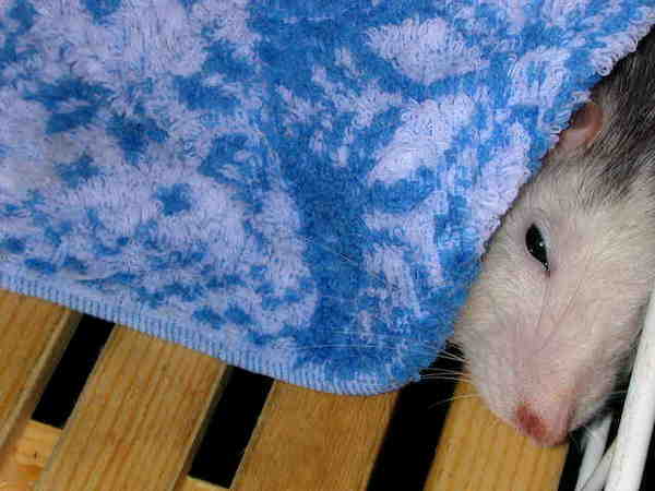 photo "The Sleepy Rat" tags: humor, nature, pets/farm animals