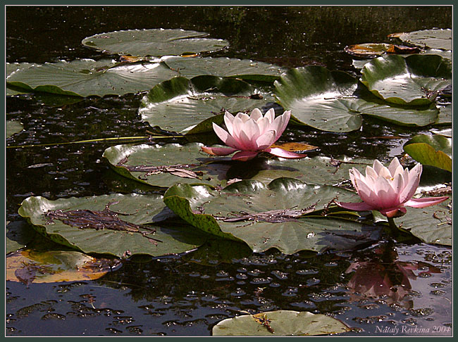 photo "Black water" tags: nature, landscape, flowers, water