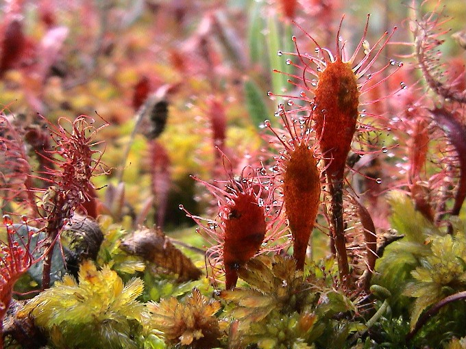 фото "Bog allurement" метки: разное, 