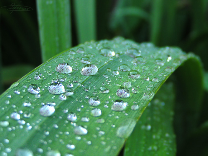 photo "Diamonds." tags: nature, macro and close-up, flowers