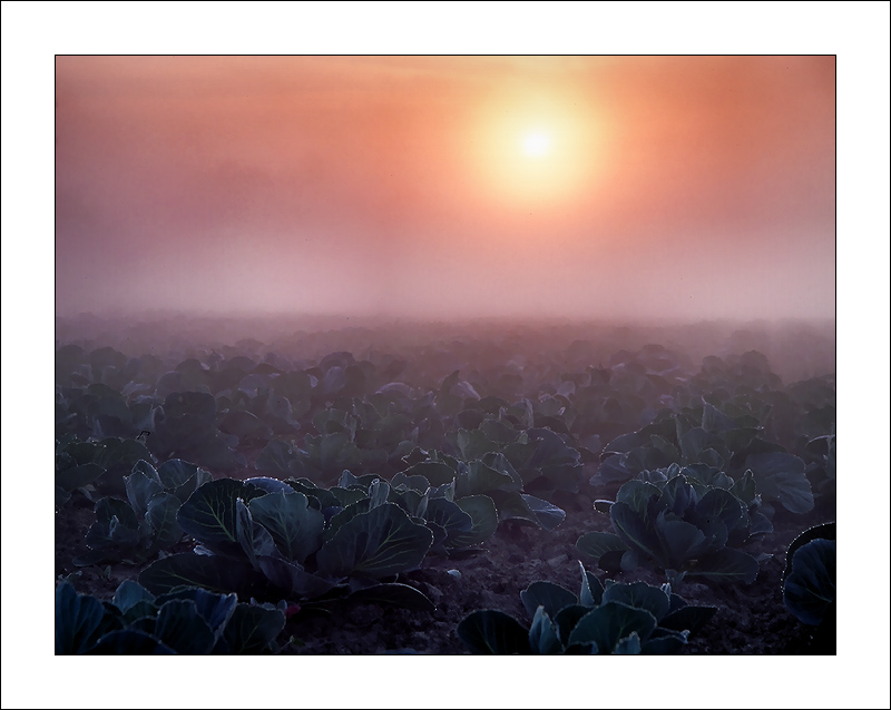 photo "The harel dream..." tags: landscape, summer, sunset