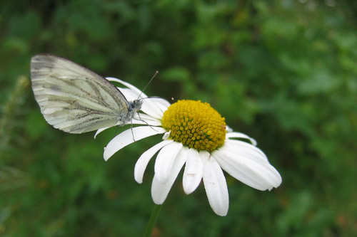 photo "Insect" tags: macro and close-up, 