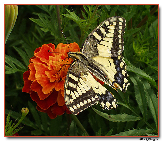 photo "*}|{" tags: macro and close-up, nature, insect