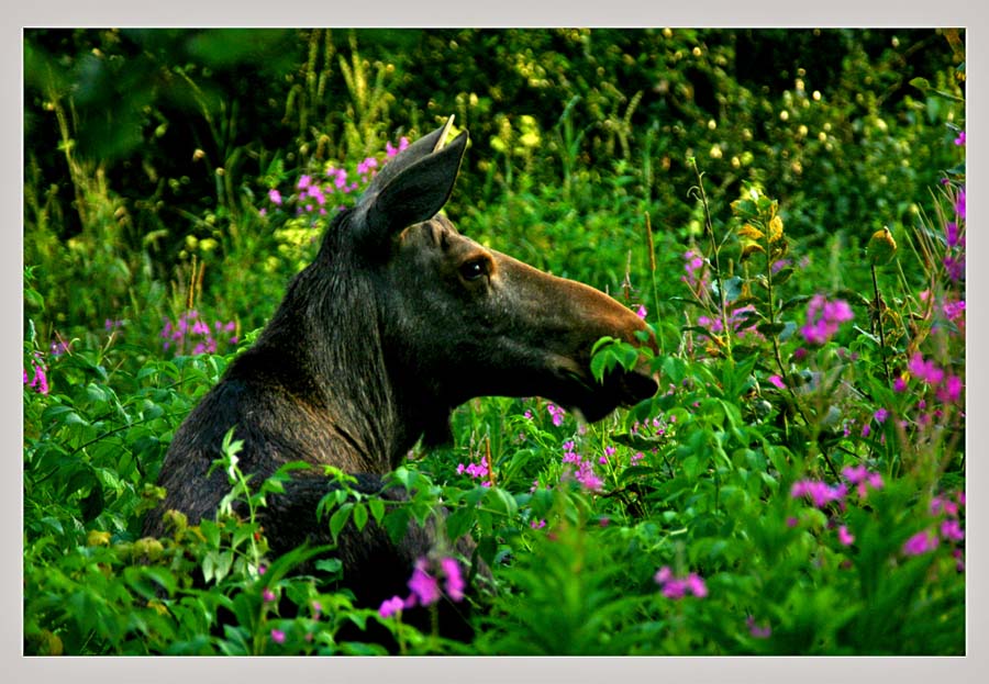 photo "6m from the mose" tags: nature, wild animals