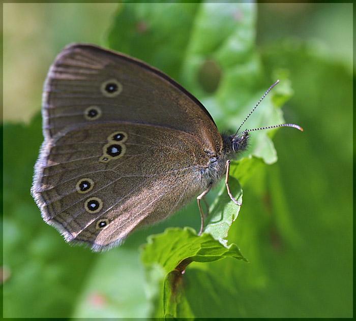 photo "Untitled photo" tags: nature, macro and close-up, insect