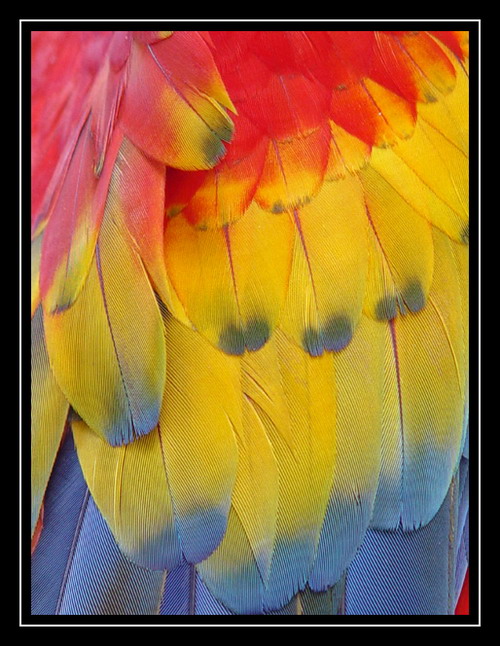 фото "Arara Feathers" метки: макро и крупный план, природа, дикие животные