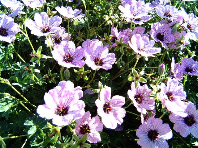 photo "Summer flower." tags: nature, flowers
