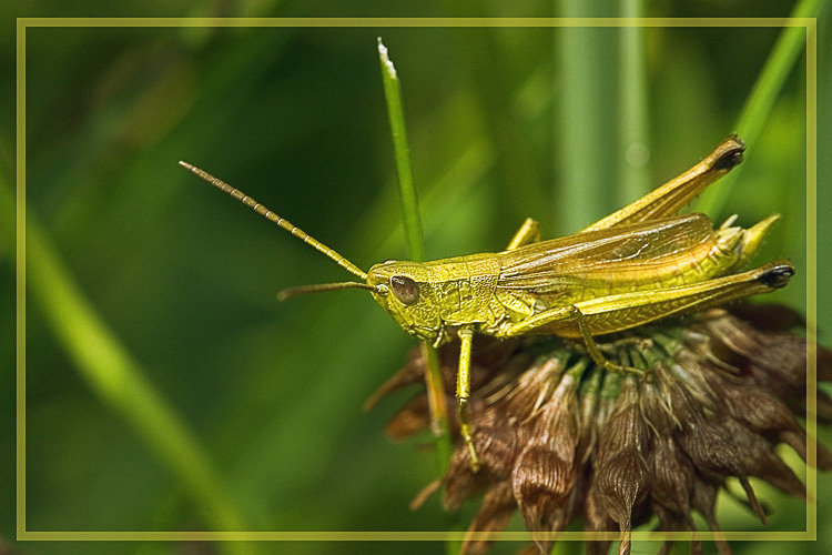 фото ""В траве сидел кузнечик, зелененький он был ..."" метки: природа, макро и крупный план, насекомое