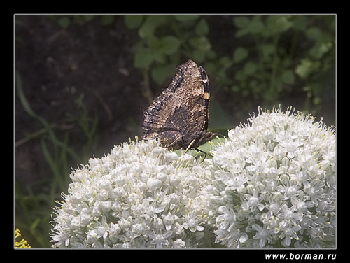 photo "THE BUTTERFLY" tags: macro and close-up, nature, insect