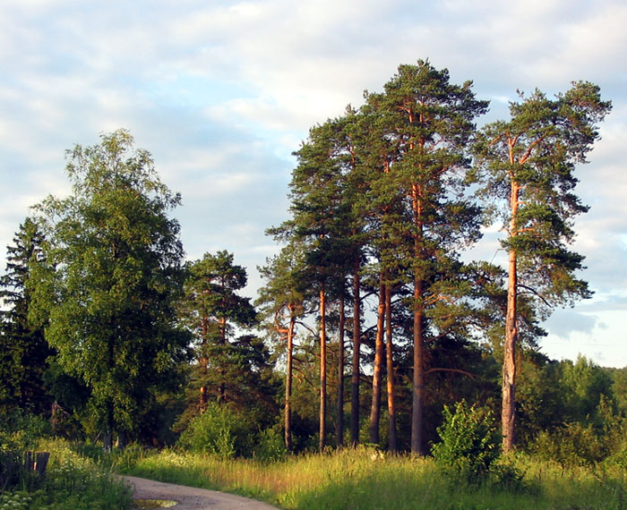 photo "The pines" tags: landscape, forest, summer