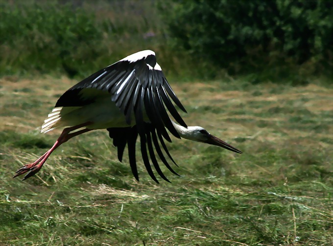 photo "Stork" tags: nature, wild animals