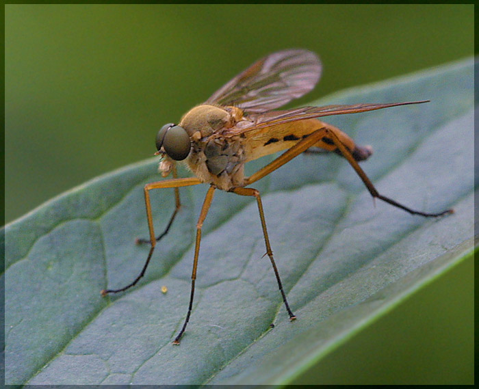 photo "Untitled photo" tags: macro and close-up, nature, insect