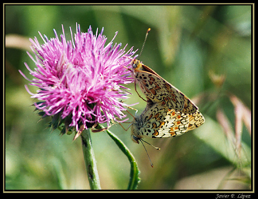 photo "Melitaea phoebe" tags: macro and close-up, nature, insect