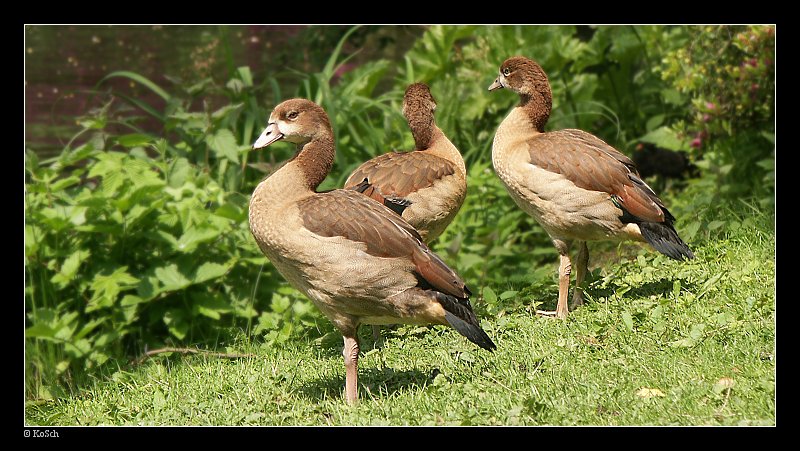 photo "Ducks" tags: nature, wild animals