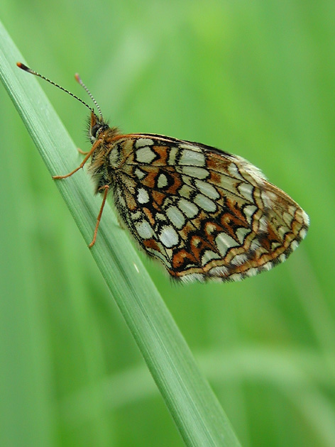 photo "Sleeping..." tags: nature, insect