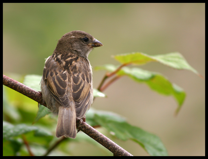 photo "wise old bird" tags: nature, wild animals