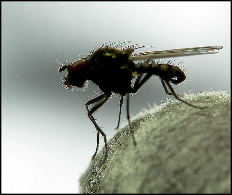 photo "The Siluette of The Old One" tags: macro and close-up, 