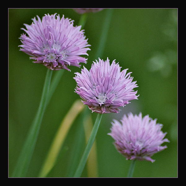 photo "***" tags: nature, flowers