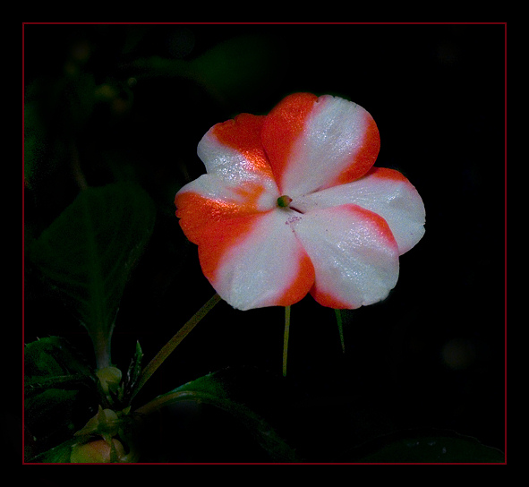 photo "Begonia" tags: nature, flowers