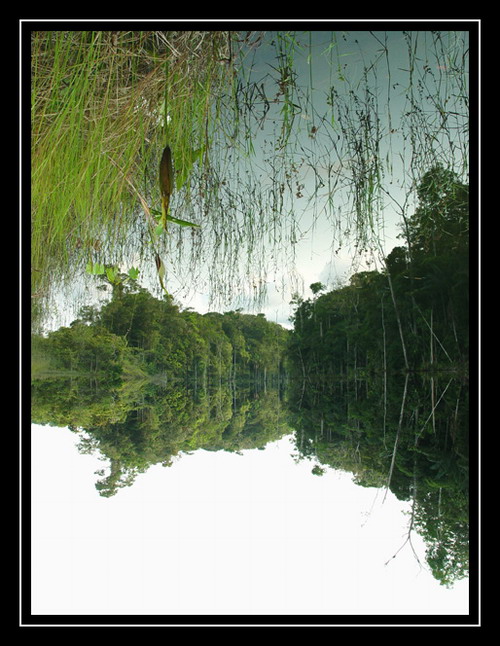 фото "Amazonas" метки: путешествия, пейзаж, Южная Америка, лес