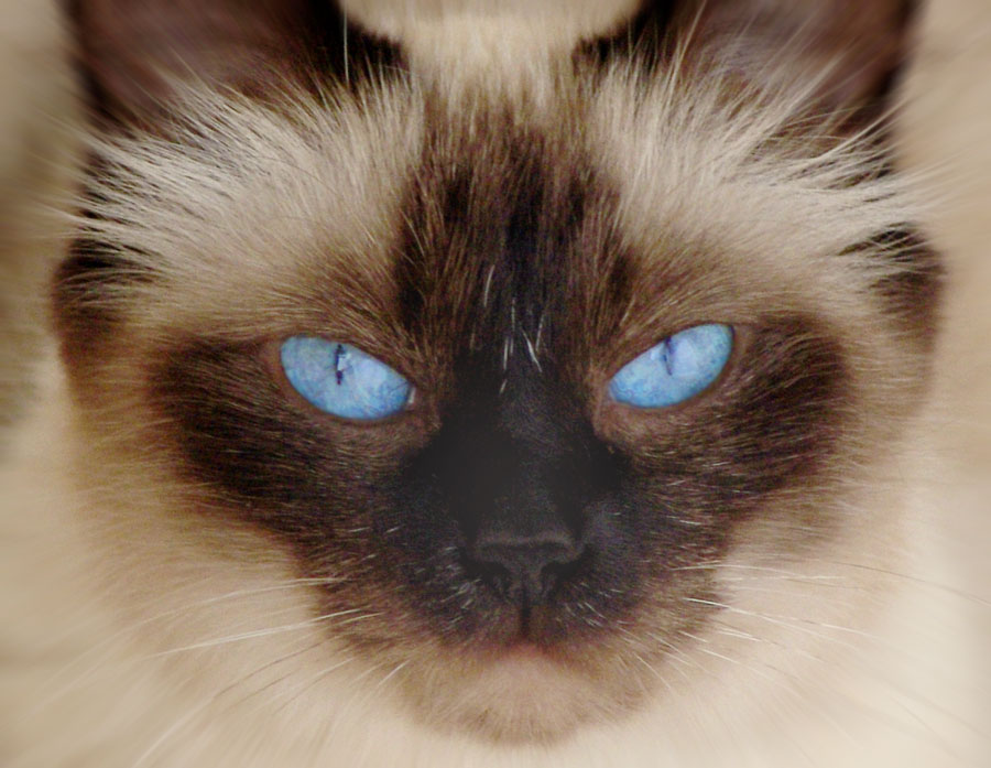 фото "Blue eyes" метки: жанр, природа, домашние животные